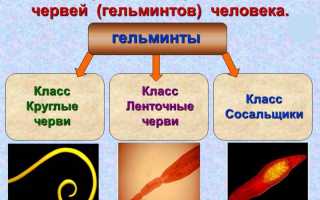 Эффективные лекарства от паразитов в организме