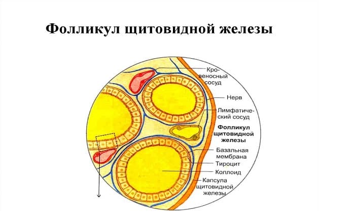 Схема фолликулярной кисты щитовидки