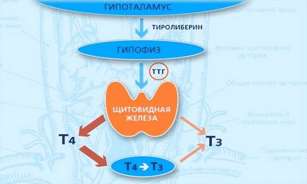 Как уверяют медицинские специалисты, одной из основных причин возникновения патологии является неспособность щитовидной железы продуцировать гормоны Т3 и Т4