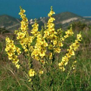 Лечебная трава Коровяк от геморроя: рецепты и отзывы