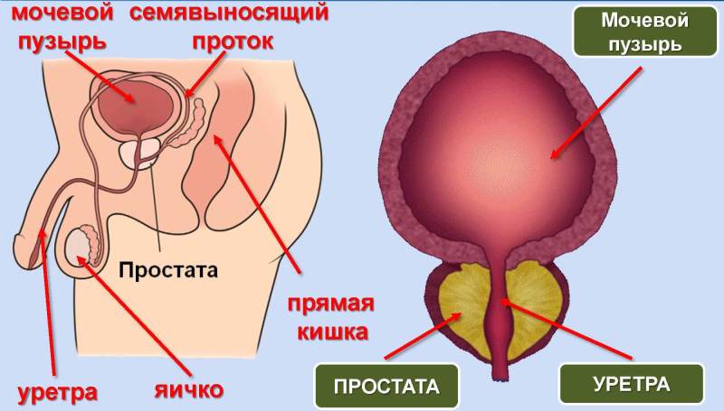 аденома простаты чем отличается от простатита