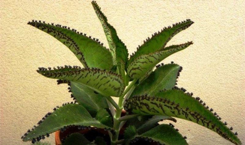 вышел геморрой что делать в домашних условиях