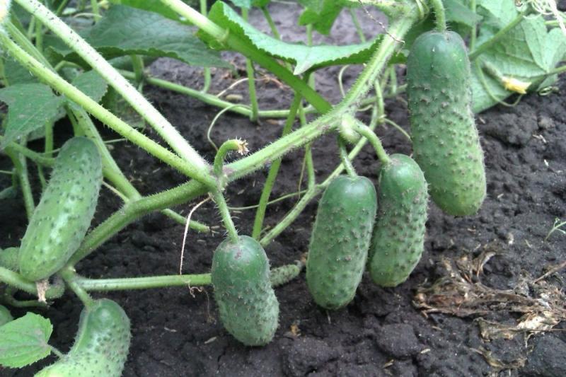 доктор попов лечение геморроя огурцом