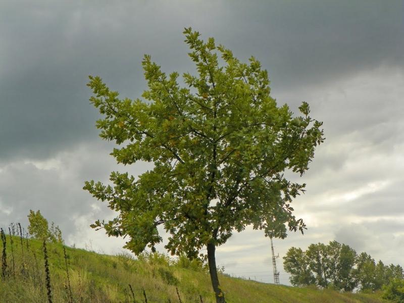 Применение коры дуба для лечения геморроя