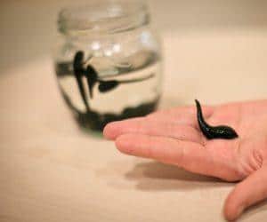 лечение геморроя пиявками отзывы