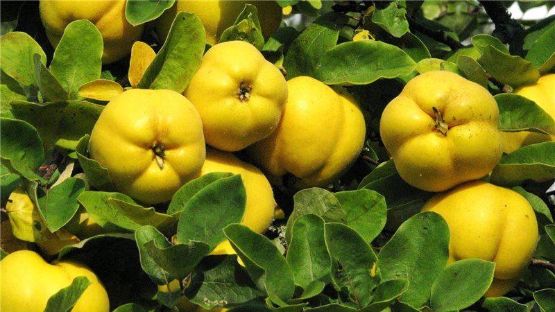 травы для лечения колита кишечника