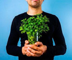 Как лечить простатит петрушкой