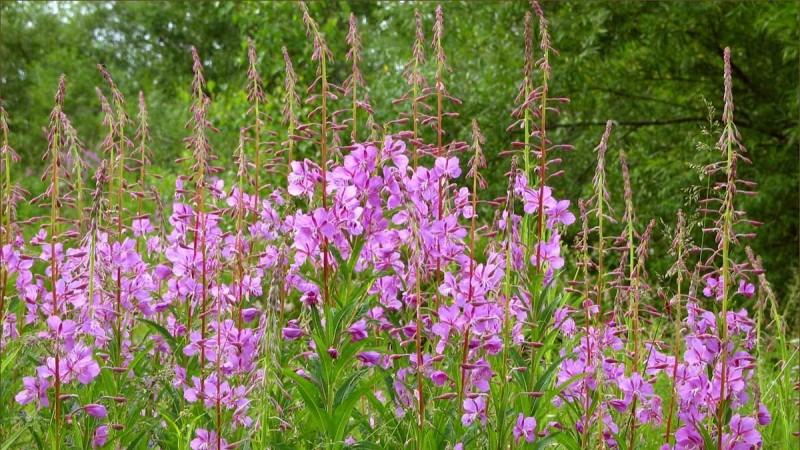 иван чай при простатите