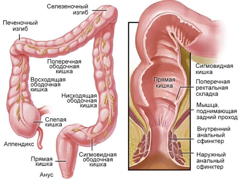 полипы прямой кишки симптомы лечение народными средствами