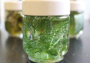 Помогает ли укропная вода при запорах у новорожденных