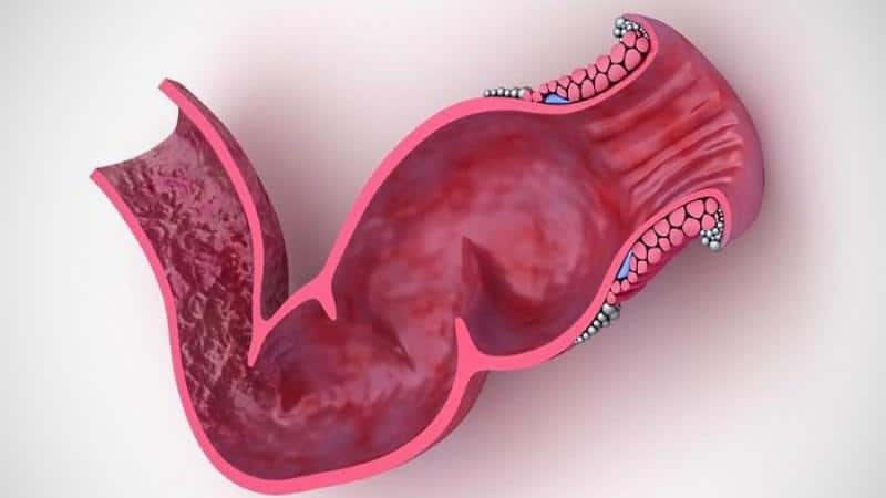 сколько сфинктеров в организме человека