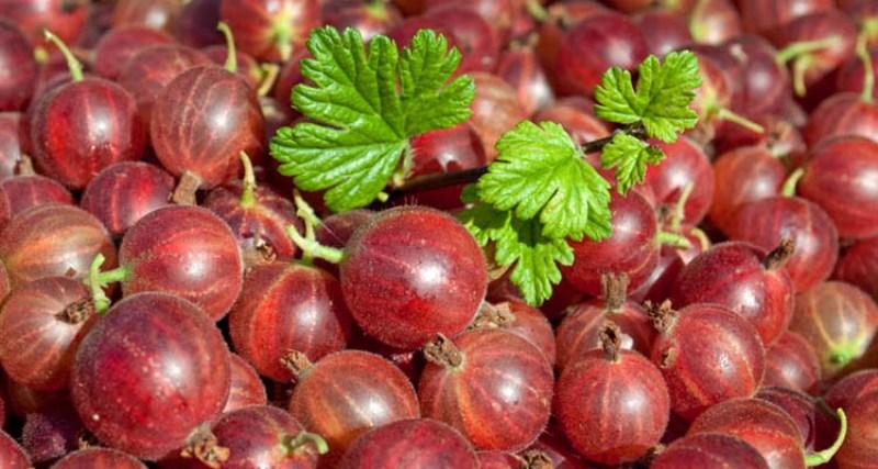 Какие слабительные можно пить при геморрое и после операции