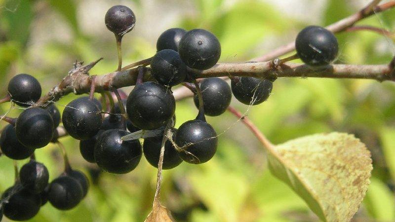 травы для детей от запора