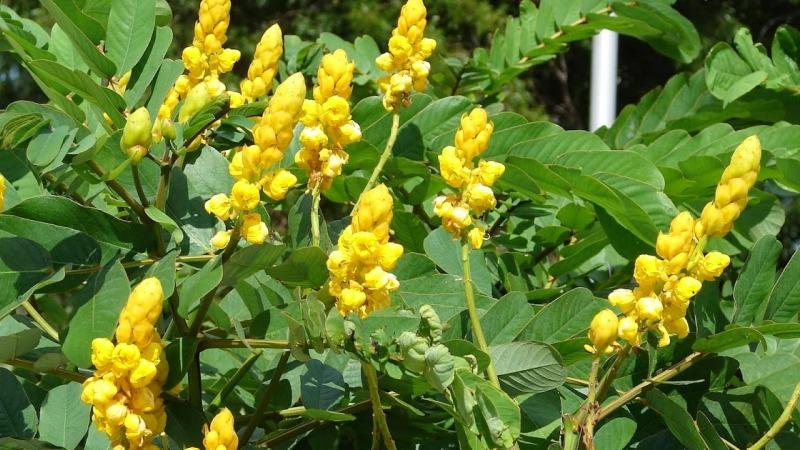 какие травы помогают от запора