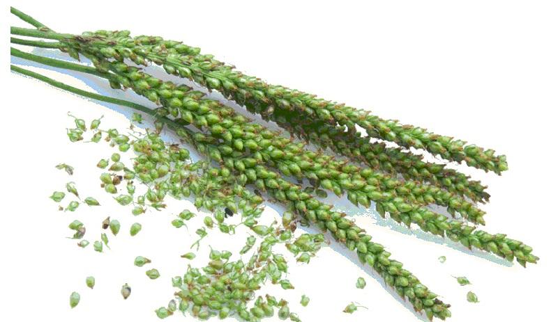 крушины трава от запора