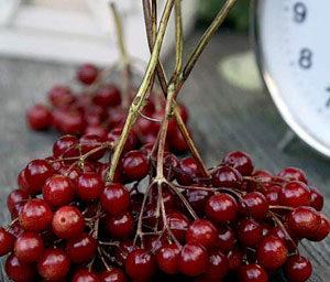 Как лечить геморрой вишней с косточкой