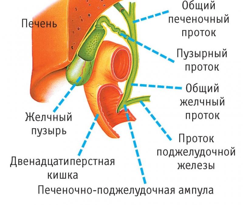 строение желчевыводящей системы